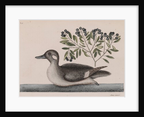 Female bufflehead by Mark Catesby