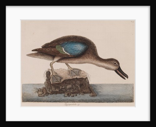 Blue-winged teal by Mark Catesby