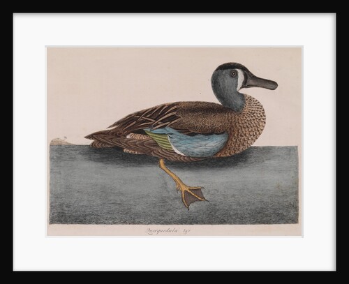 Common teal by Mark Catesby