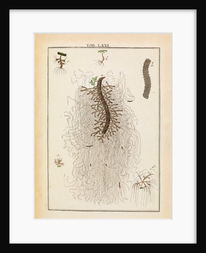 Hydra by Adam Wolfgang Winterschmidt