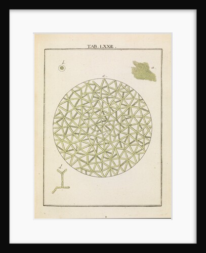 Diatoms by Adam Wolfgang Winterschmidt