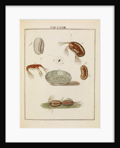 Cyclops by Adam Wolfgang Winterschmidt