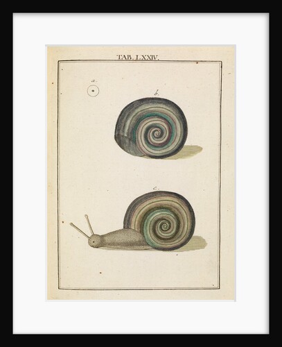 Freshwater snail by Adam Wolfgang Winterschmidt