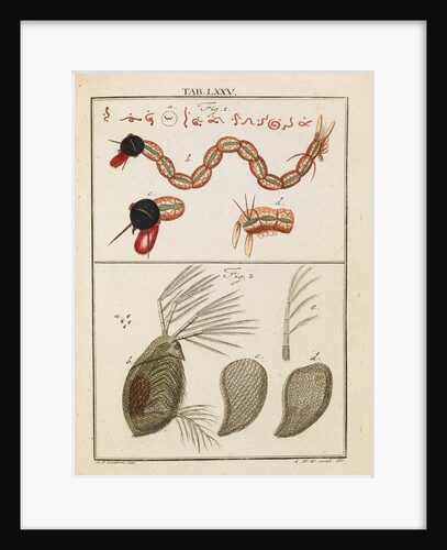 Insect larva and water flea by Adam Wolfgang Winterschmidt