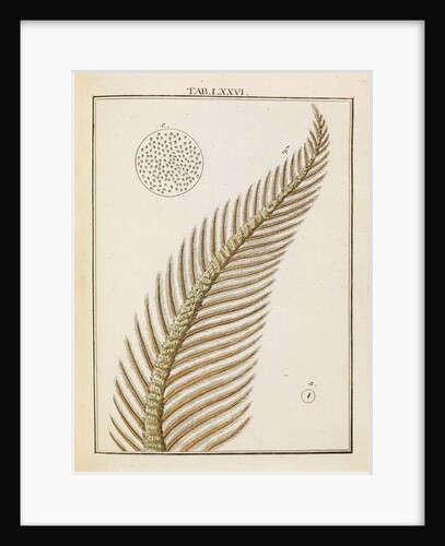 Silk moth antenna by Adam Wolfgang Winterschmidt