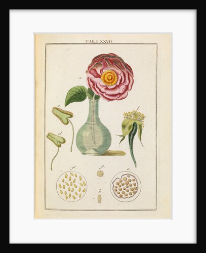 Rose and stamens by Adam Wolfgang Winterschmidt