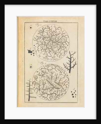 Blood serum by Adam Wolfgang Winterschmidt