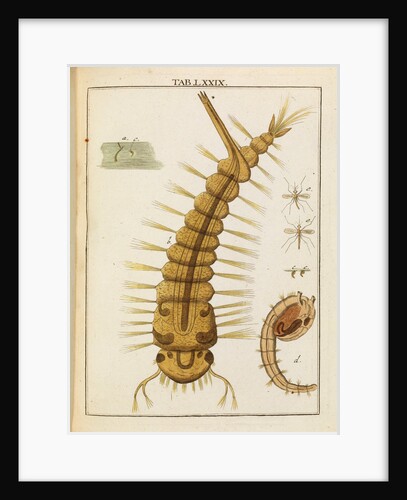 Mosquito larva by Adam Wolfgang Winterschmidt