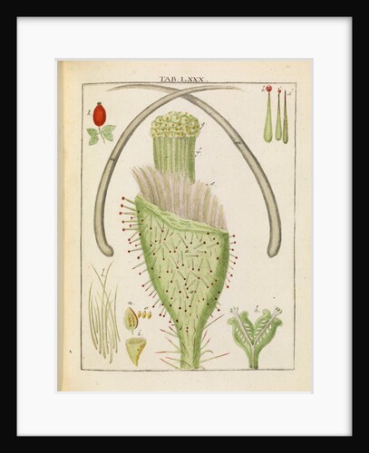 Rose pistil by Adam Wolfgang Winterschmidt