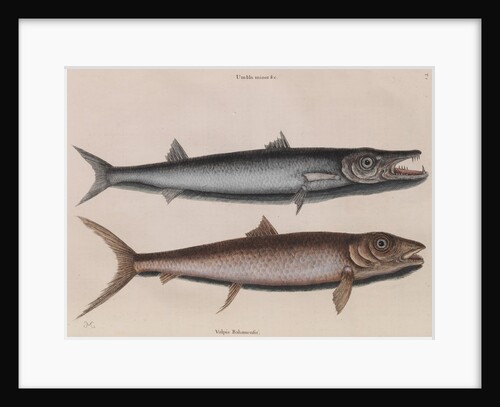 Barracuda and bonefish by Mark Catesby