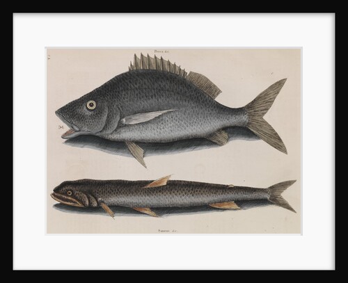 Margate and lady fish by Mark Catesby