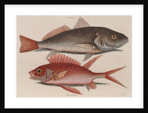 Atlantic croaker and squirrelfish by Mark Catesby