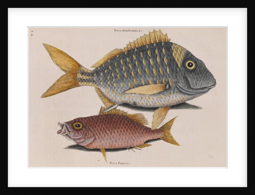 Porkfish and schoolmaster snapper by Mark Catesby
