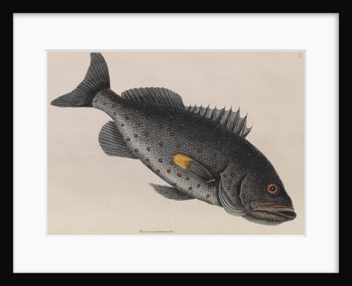 Yellowfin grouper by Mark Catesby