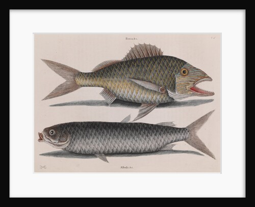 Common grunt and mullet by Mark Catesby
