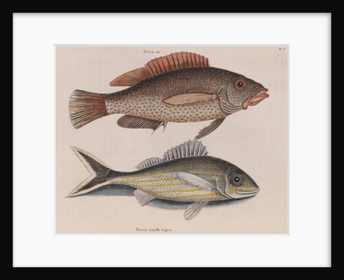 Coney fish and cottonwick by Mark Catesby