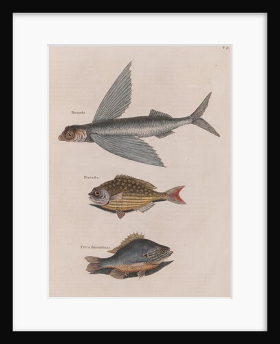 Flying fish, Bermuda chub and common by Mark Catesby