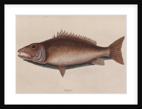 Mangrove snapper by Mark Catesby