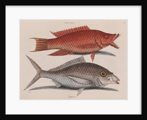 Hogfish and American shad by Mark Catesby