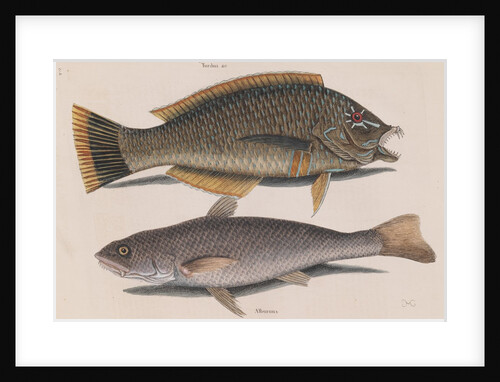 Puddingwife wrasse and Carolina whiting by Mark Catesby