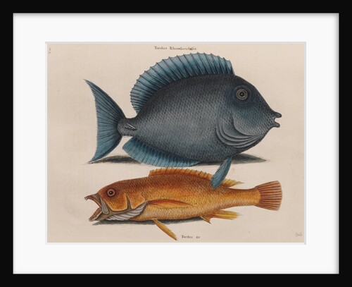 Blue tang and coney fish by Mark Catesby