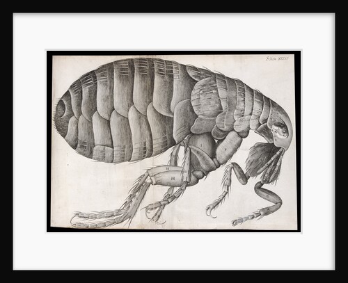 Microscopic view of a flea by Robert Hooke