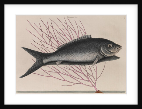 Bonefish by Mark Catesby