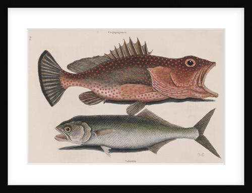 Red hind and skipjack tuna by Mark Catesby