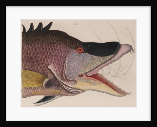 Hogfish by Mark Catesby