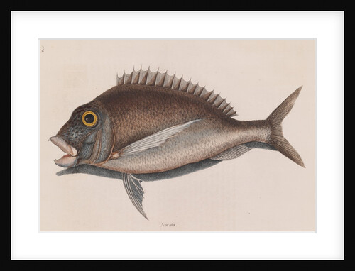 Porgy by Mark Catesby