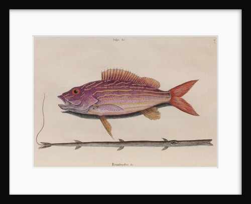 Lane snapper and cornetfish by Mark Catesby