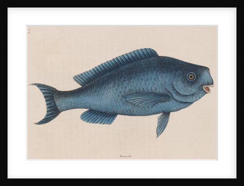 Bluefish by Mark Catesby