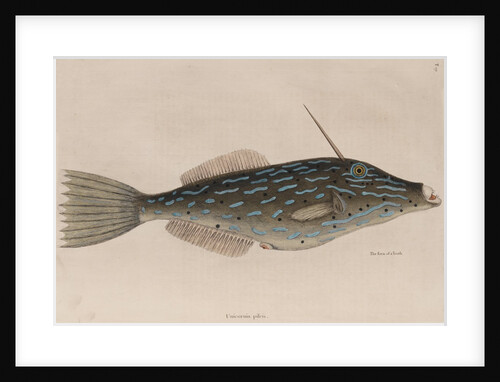 Scrawled filefish by Mark Catesby