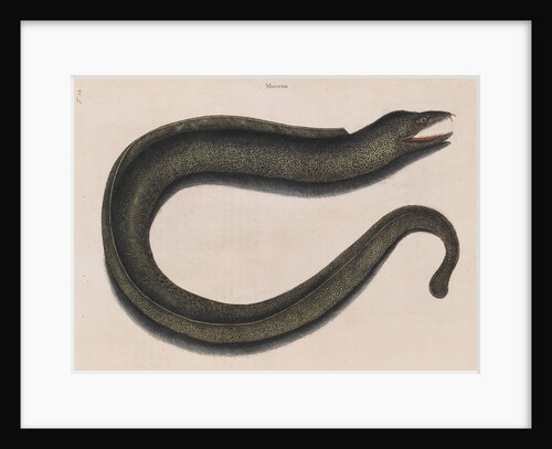 Blackcheek moray eel by Mark Catesby