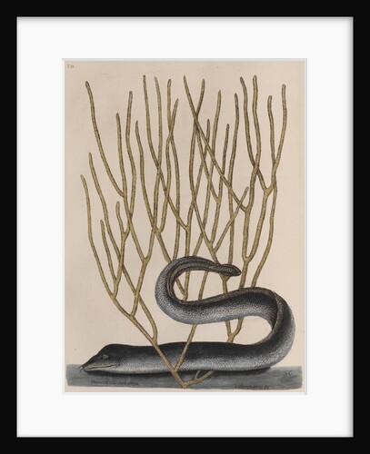 Blackcheek moray eel by Mark Catesby