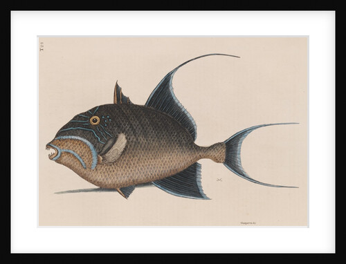 'Old wife' by Mark Catesby