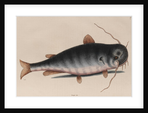 Catfish by Mark Catesby