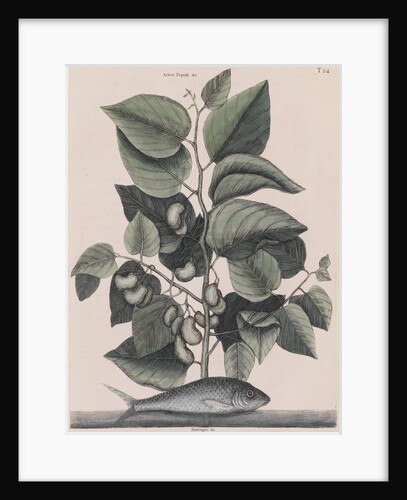 Pilchard by Mark Catesby