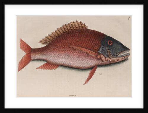 Mutton snapper by Mark Catesby