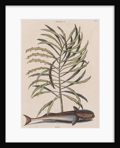 Live sharksucker by Mark Catesby