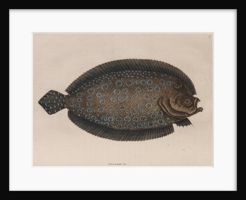 American sole by Mark Catesby