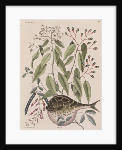 Globefish by Mark Catesby
