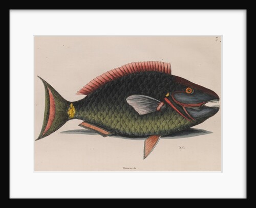 Parrotfish by Mark Catesby