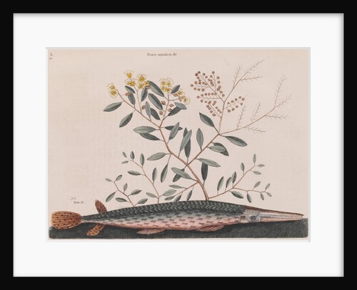 Garfish by Mark Catesby