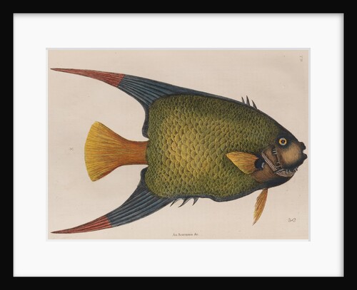 Angelfish by Mark Catesby