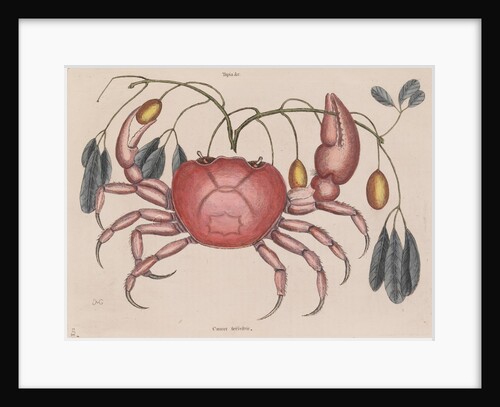 Land crab by Mark Catesby