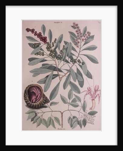 Hermit crab by Mark Catesby