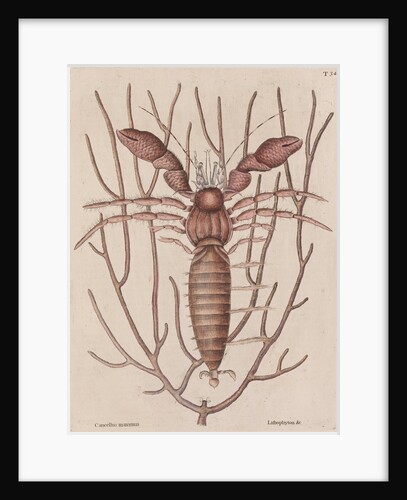 Seawater hermit crab by Mark Catesby
