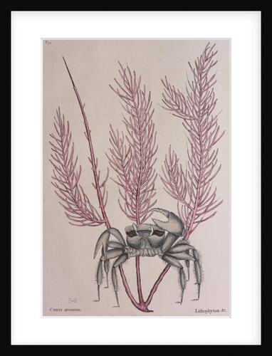 Sand crab by Mark Catesby