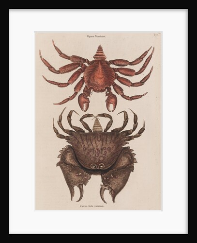 Red rock crab and box crab by Mark Catesby